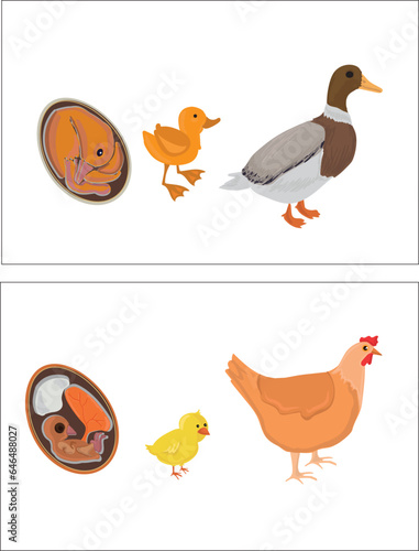 Life cycles of duck and chicken vector. Developmental process of duck and chicken illustration