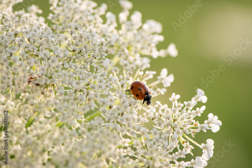 ladybug on queen anne's lace © SarahJeanGreen