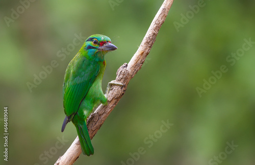 Beautiful green bird in nature Blue-throated Barbet bird on a branch.( Megalaima asiatica )
