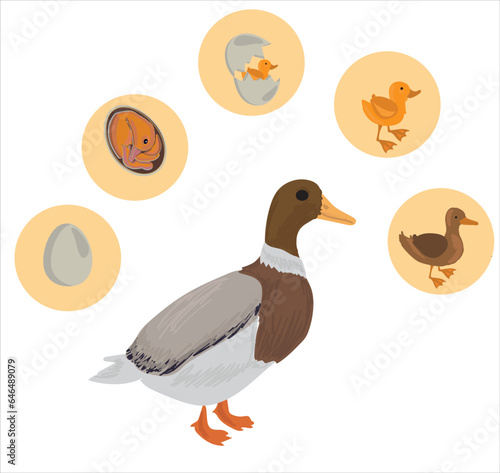 Life cycle of duck vector. Developmental process of duck vector illustration