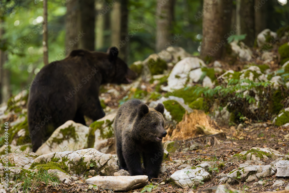 mother bear with her cubs in the forest mother bear with her cubs in the forest
