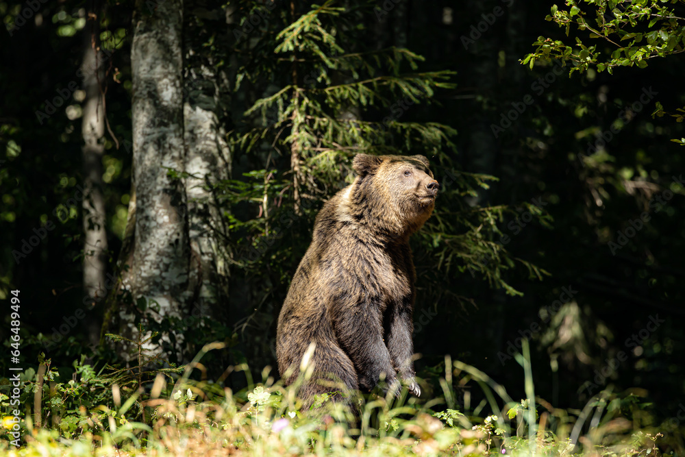 Obraz premium brown bear standing in the forest
