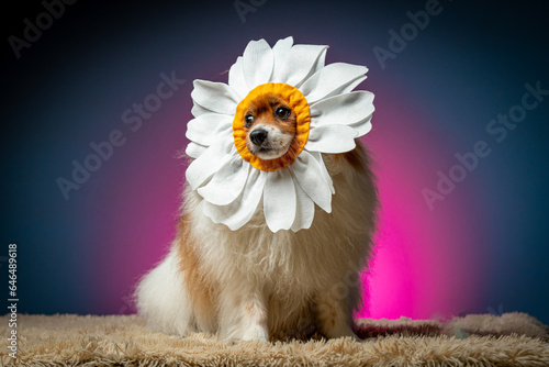 Foto Spitz Alemão com fantasia de flor margarida