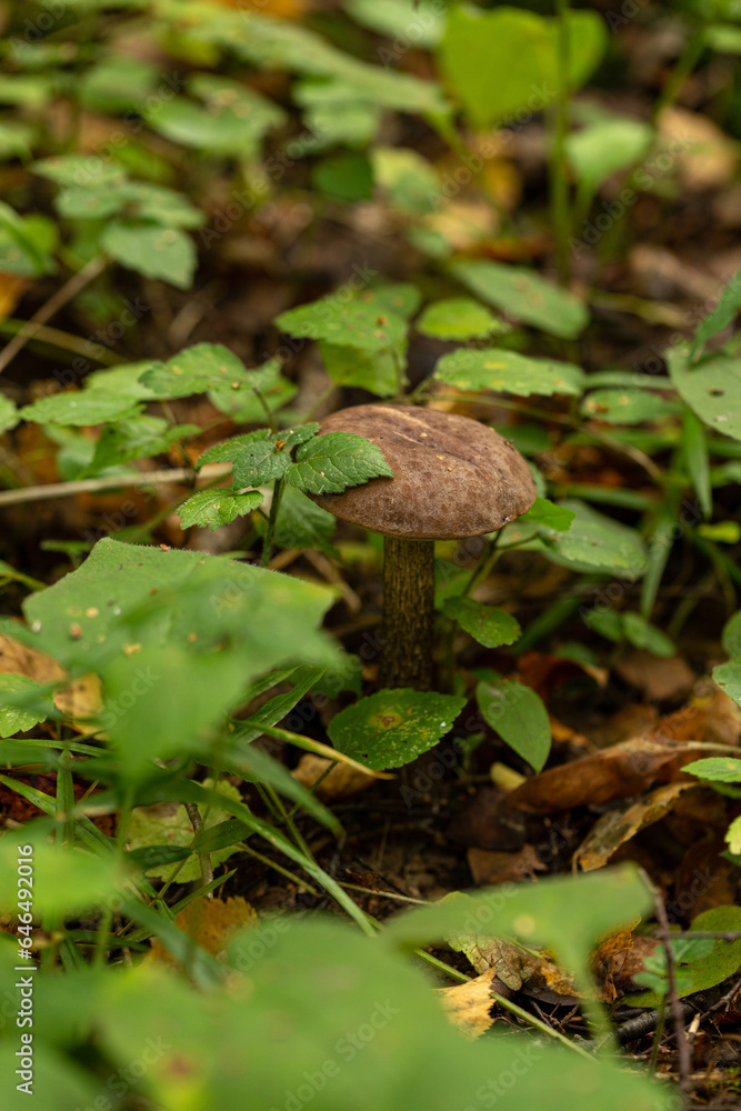 Edible mushroom birch bolete in the forest Edible mushroom birch bolete in the forest