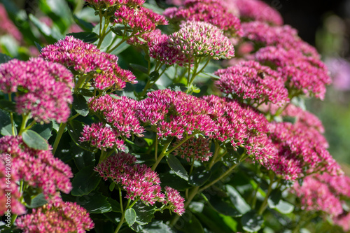Tableau sur toile Hylotelephium sedum spectabile autumnal purple flowering ornamental plant, beaut