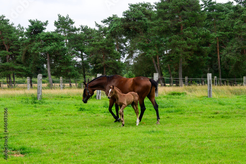 Photo of 2 brown horses  a mother horse with her foal on a green lawn.