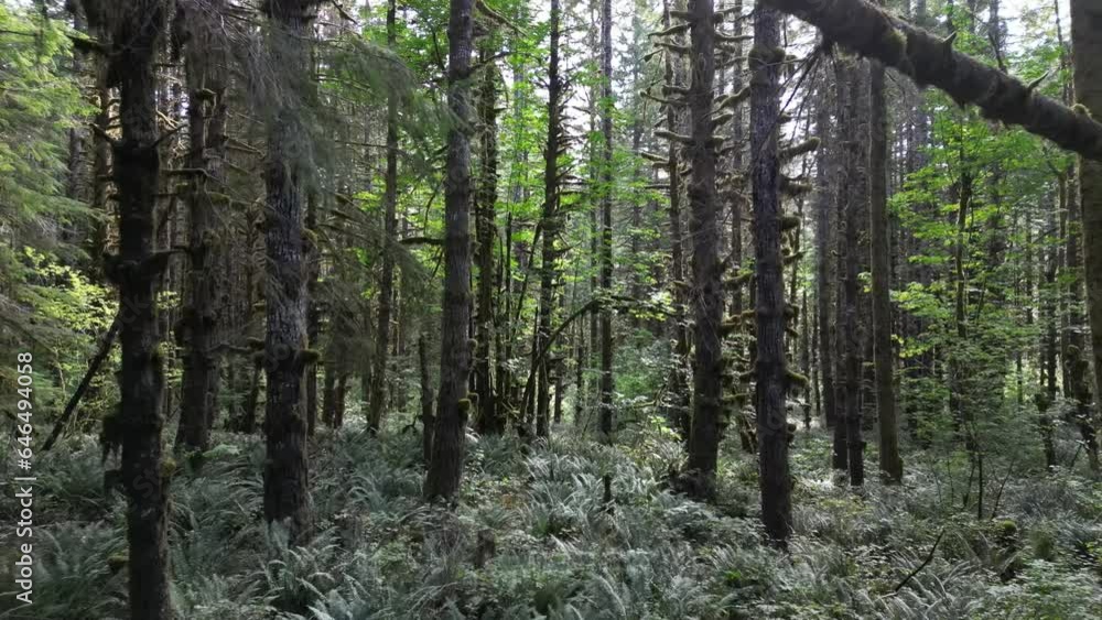 fern forest moves slowly boreal coniferous fern forest moves slowly boreal coniferous