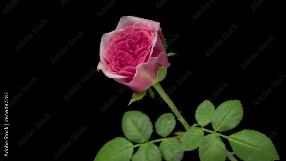 Beautiful fresh pink rose opening, close up. Spa concept. Wedding, Birthday, Valentines day, Mothers day concept. Beautiful fresh pink rose opening, close up. Spa concept. Wedding, Birthday, Valentines day, Mothers day concept.