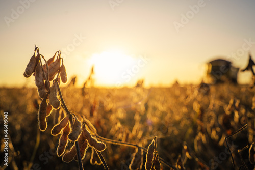 soybean plantation at sunset combine harvester in the background photo