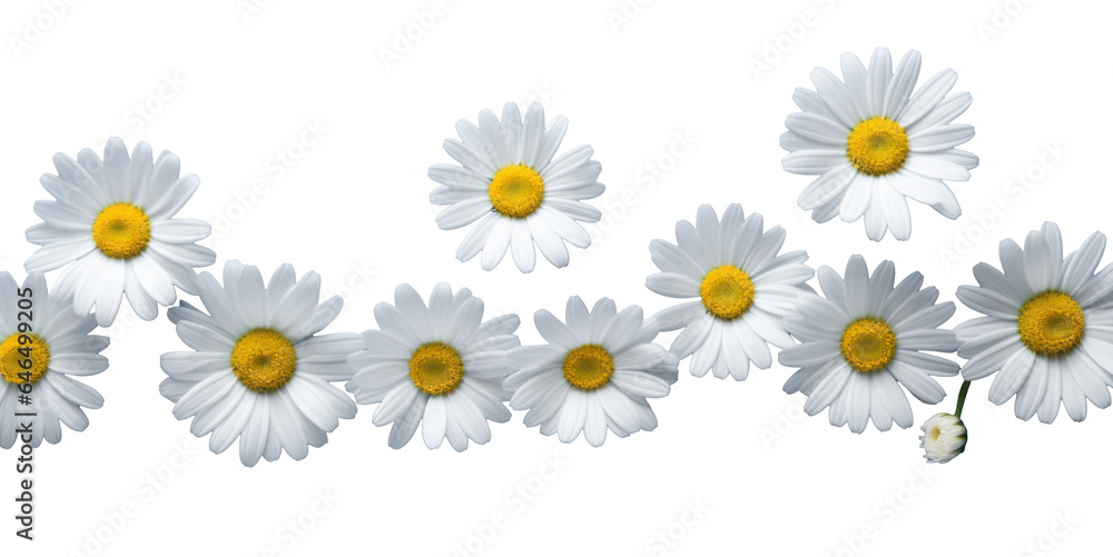 row of white chamomile daisy flowers , png file of isolated cutout object on transparent background. row of white chamomile daisy flowers , png file of isolated cutout object on transparent background.