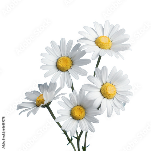 bouquet of daisy flowers   png file of isolated cutout object on transparent background.