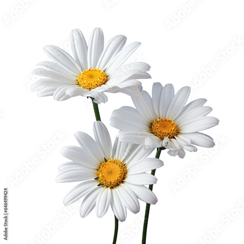 bouquet of three chamomile daisy flowers   png file of isolated cutout object on transparent background.