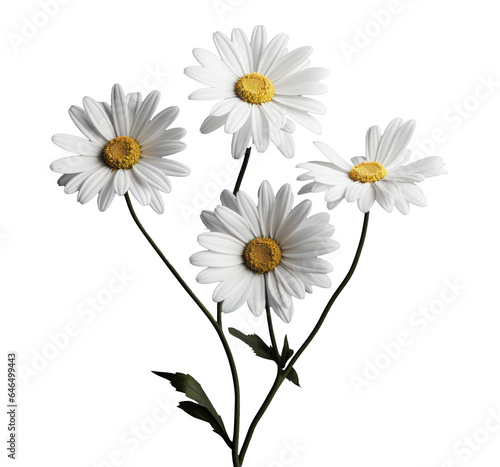 bouquet of four chamomile daisy flowers   png file of isolated cutout object on transparent background.