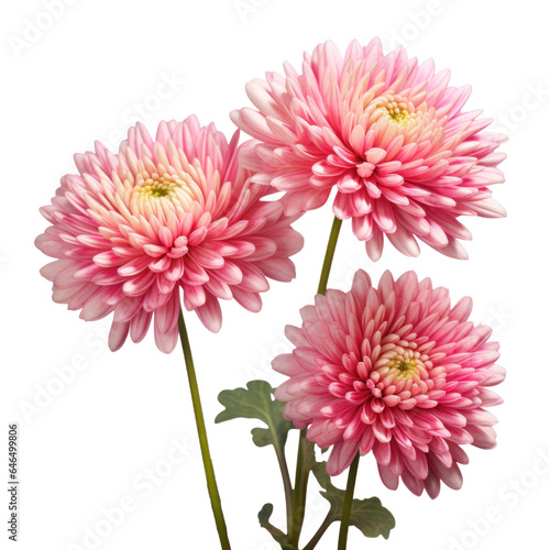 bouquet of tree pink chrysanthemum flowers , png file of isolated cutout object on transparent background.