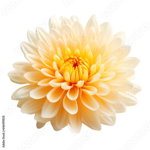 one orange chrysanthemum flowers , png file of isolated cutout object on transparent background.