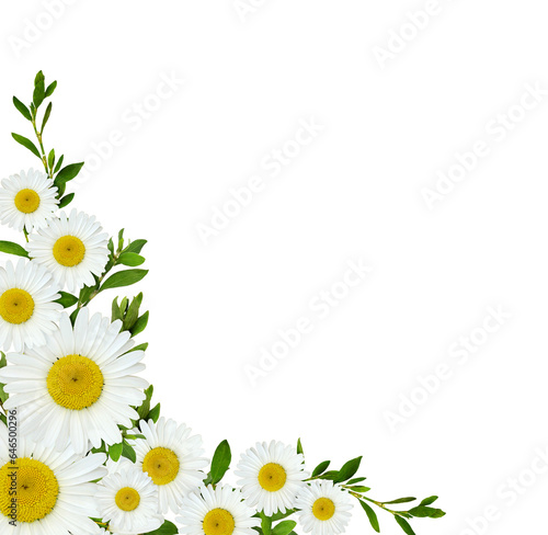 Daisy flowersand green gras...