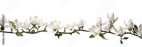 branch of magnolia flowers   png file of isolated cutout object on transparent background.