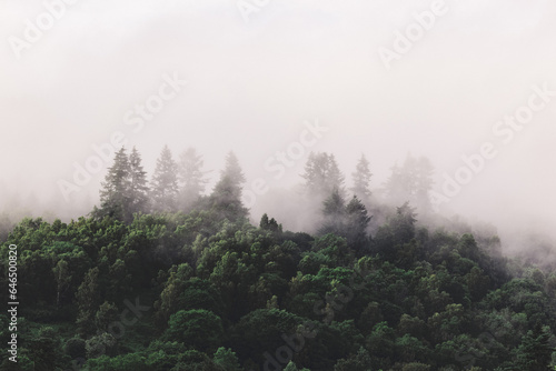 Misty Forest above Aberfeldy, Scotland