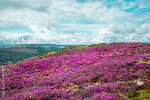 hillside and moorland covered in a blanket of vibrant purple heather a picturesque landscape of natural splendor under an open sky © Paul