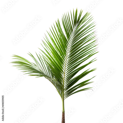 palm foliage  png file of isolated cutout object on transparent background.