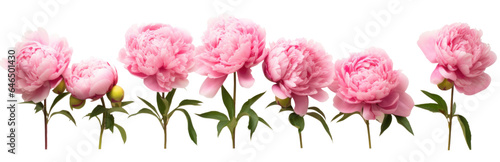 row of pink peonies flower   png file of isolated cutout object on transparent background.