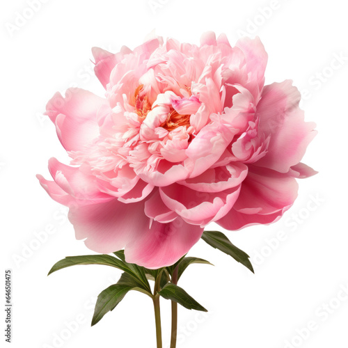 pink peonies flower   png file of isolated cutout object on transparent background.