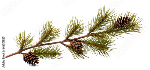 pine branch with needles and cones , png file of isolated cutout object on transparent background.