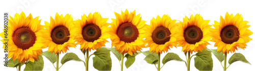 row of several sunflowers, png file of isolated cutout object on transparent background.