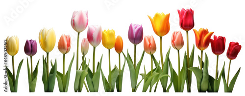 row of colorful tulip flowers, png file of isolated cutout object on transparent background. #646502250