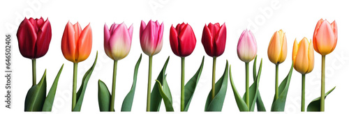 row of colorful tulip flowers, png file of isolated cutout object on transparent background. #646502406
