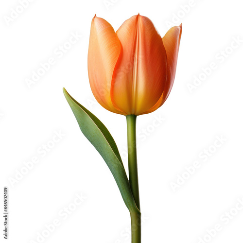 one orange tulip flower  png file of isolated cutout object on transparent background.