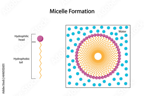 Micelle Structure, Soap Molecule, Micelle Formation. Vector illustration.