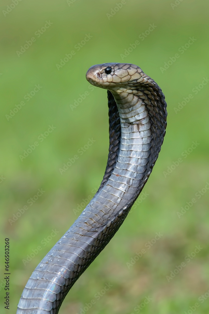 Fototapeta premium Javanese spitting cobra on a grassland