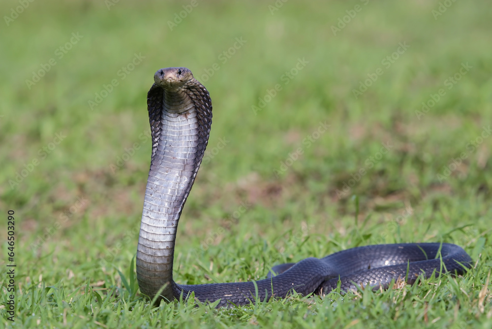 Fototapeta premium Javanese spitting cobra on a grassland