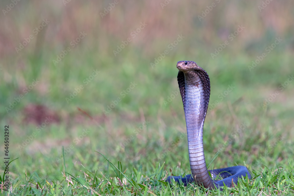 Fototapeta premium Javanese spitting cobra on a grassland