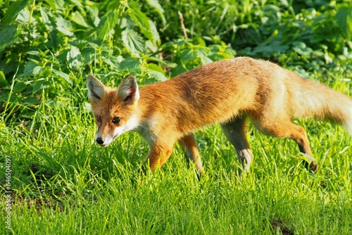 Red fox (Vulpes vulpes) © Ignacy Młodzianowski