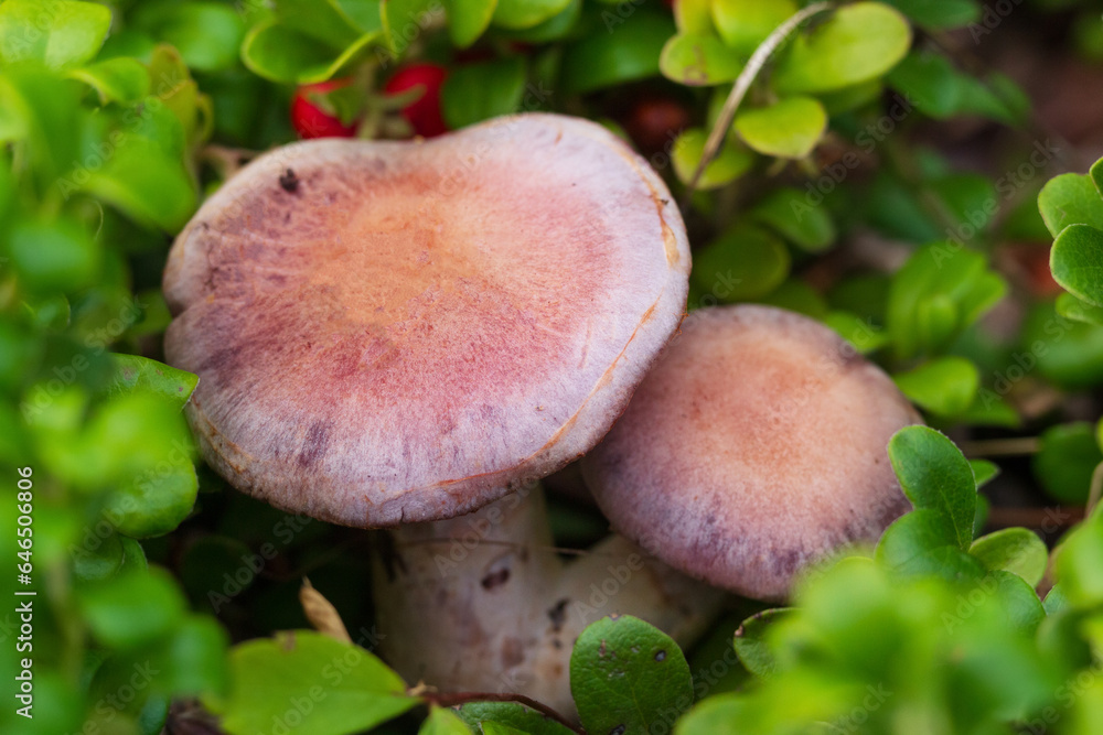 Top view of purple mushrooms growing in creeping bearberries. Top view of purple mushrooms growing in creeping bearberries.