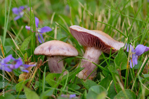 Amethyst deceiver mushrooms grows in blooming purple violets.