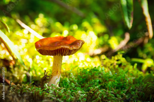 Orange webcap mushroom is growing in green moss in the wild.