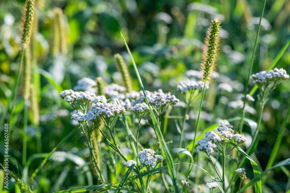 Fototapeta premium Blurred image of meadow plants on a sunny day. Summer background.