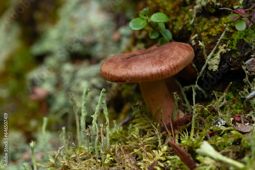 Rufous milkcap mushroom is growing in green moss and lichen..