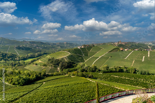 Langhe hills  Piedmont  Italy. Landscape of vineyards between the villages of Serralunga Alba and Costiglione Falletto  a typical Barolo wine area. Blue sky with white clouds