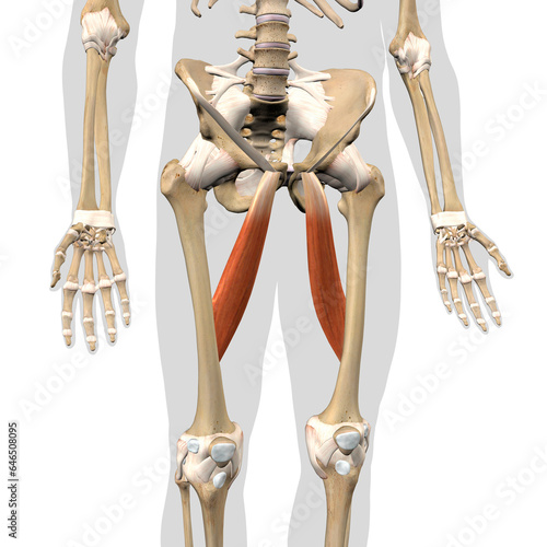 Adductor Longus Leg Muscles Isolated on the Human Skeleton Anterior View on a White Background