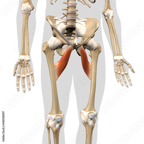 Adductor Brevis Leg Muscles on the Human Skeleton Anterior View on a White Background