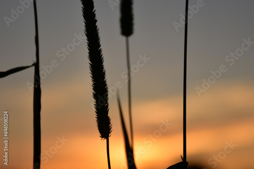 sunset in the field