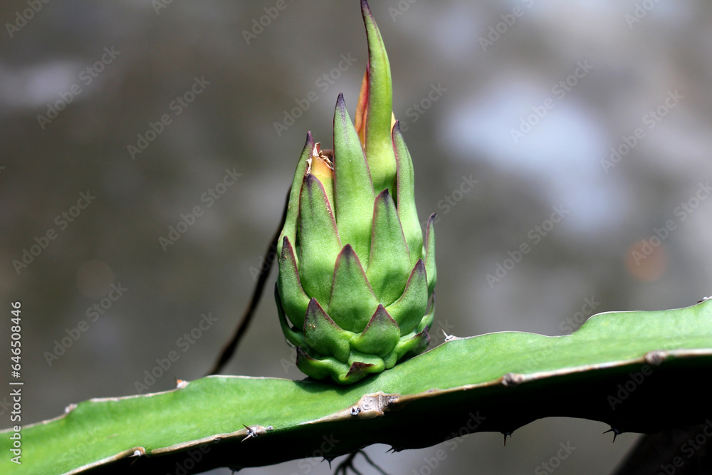 Dragon fruit on the dragon fruit tree waiting for the harvest on an agricultural farm. Dragon Fruit in Bangladesh in the summer. Pitaya flowers growing in the wild. Dragon fruit flower growing. Cactus