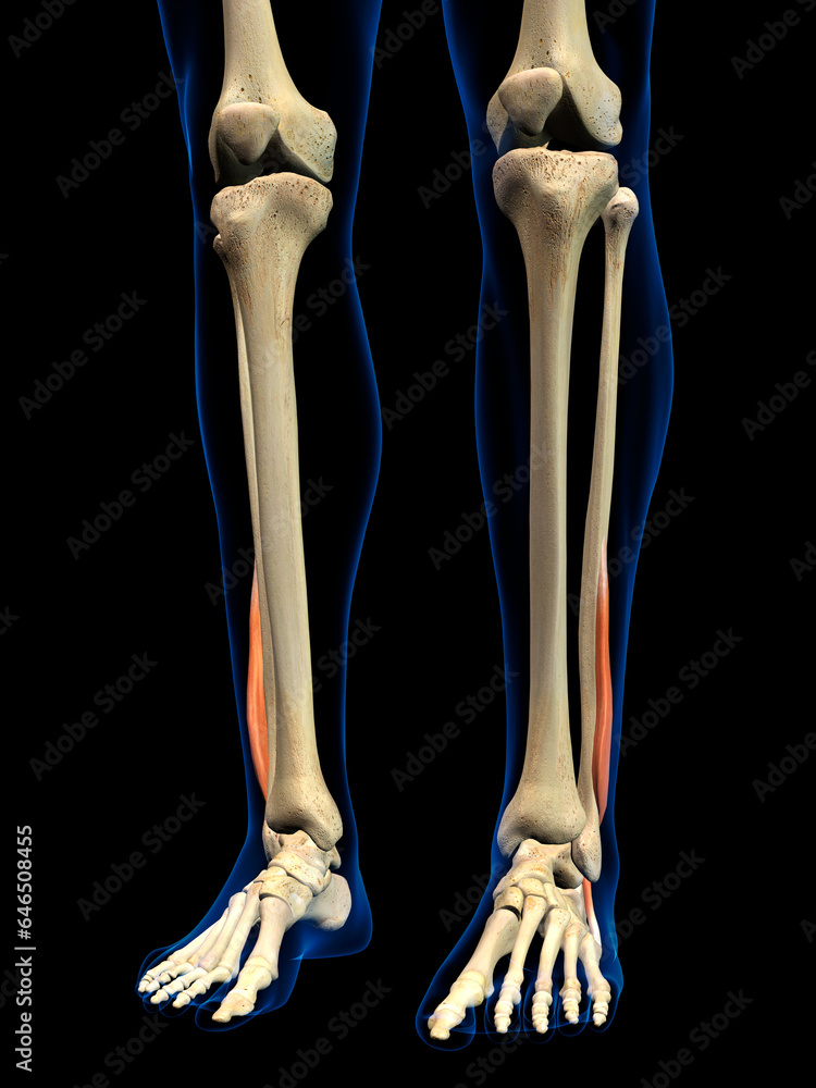 Lateral Fibularis Brevis Muscle in Isolation on Human Leg Skeleton, 3D Rendering on Black Background Lateral Fibularis Brevis Muscle in Isolation on Human Leg Skeleton, 3D Rendering on Black Background