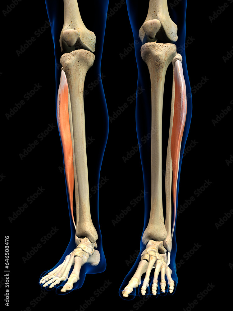 Lateral Fibularis Longus Muscle in Isolation on Human Leg Skeleton, 3D Rendering on Black Background Lateral Fibularis Longus Muscle in Isolation on Human Leg Skeleton, 3D Rendering on Black Background