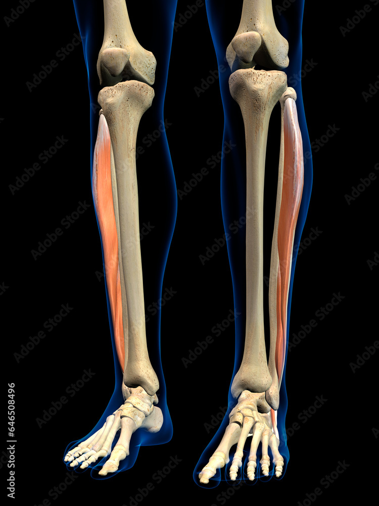 Peroneus Anterior Lower Leg Muscle in Isolation on Human Leg Skeleton, 3D Rendering on Black Background Peroneus Anterior Lower Leg Muscle in Isolation on Human Leg Skeleton, 3D Rendering on Black Background