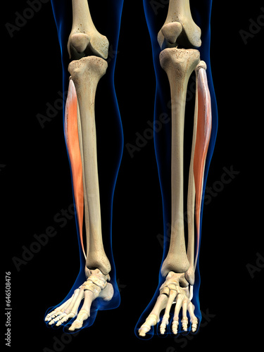 Lateral Fibularis Longus Muscle in Isolation on Human Leg Skeleton, 3D Rendering on Black Background